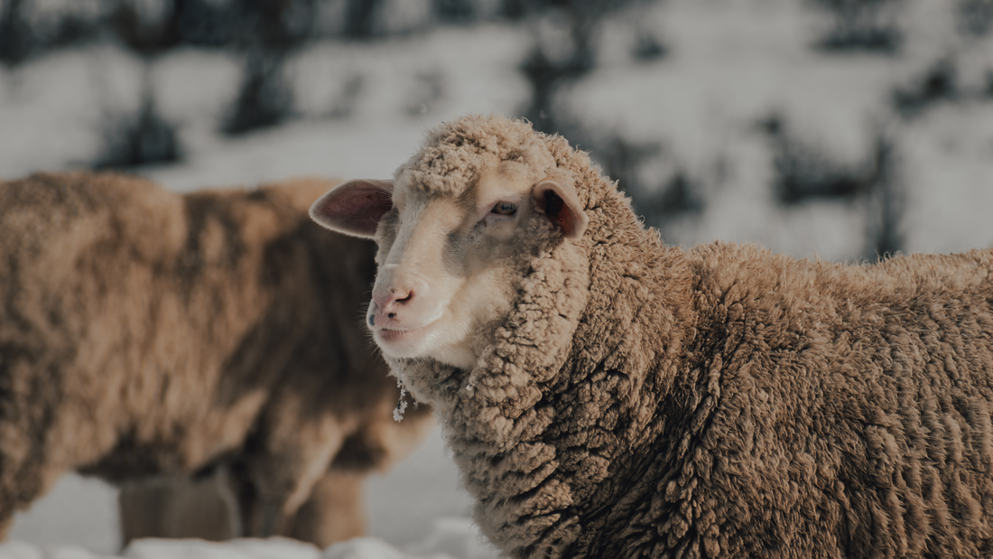 Mulesing free - changing the industry