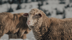 Mulesing free - changing the industry